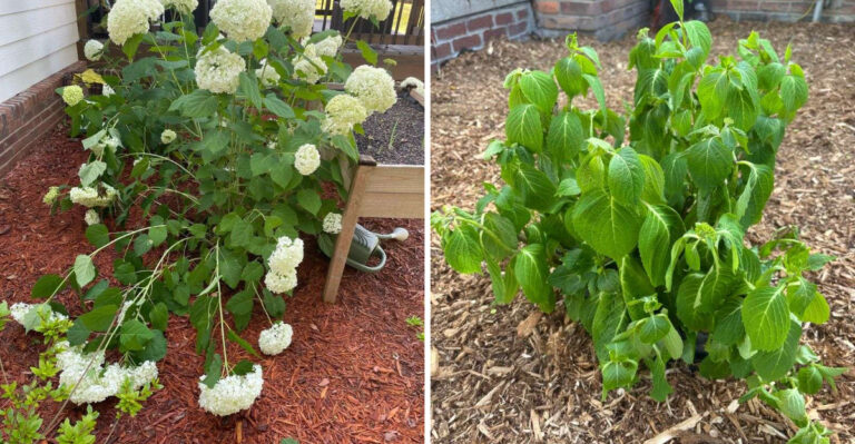 What Floppy Hydrangea Stems In Michigan Mean When The Leaves Still Look Green