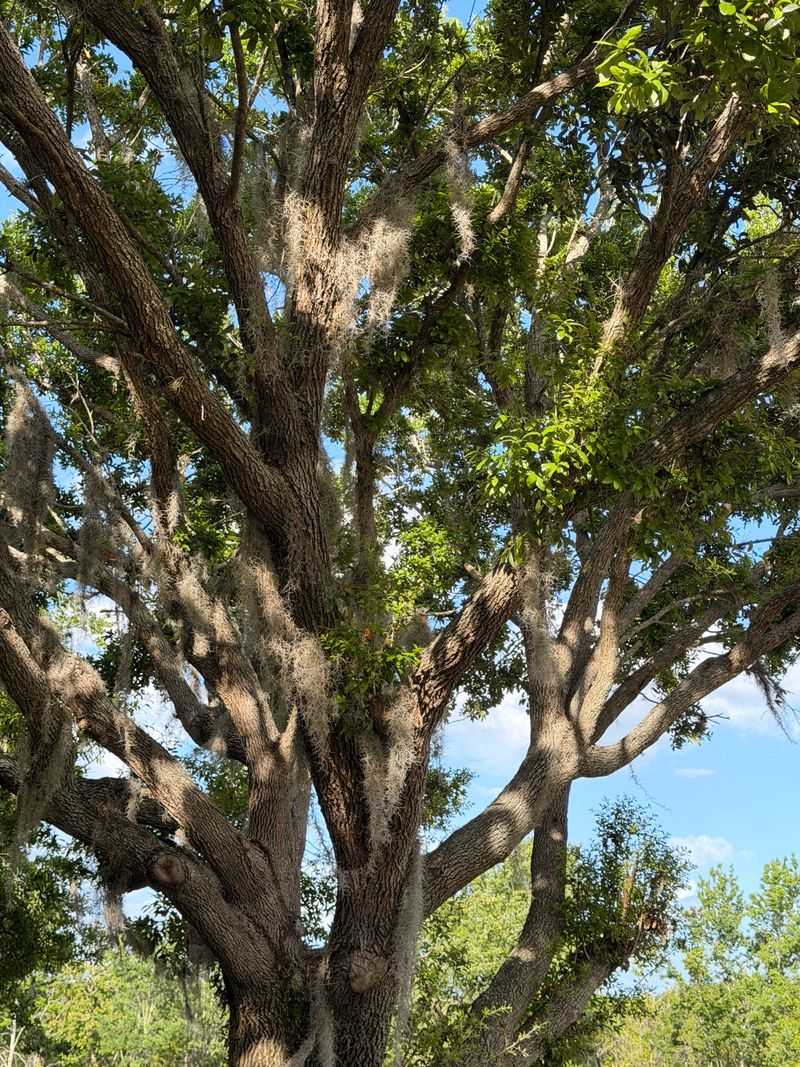 What Florida Homeowners Can Do to Protect Their Trees