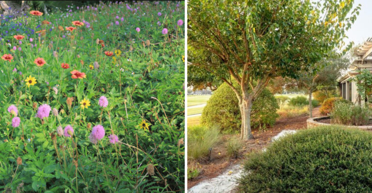 natural front yard