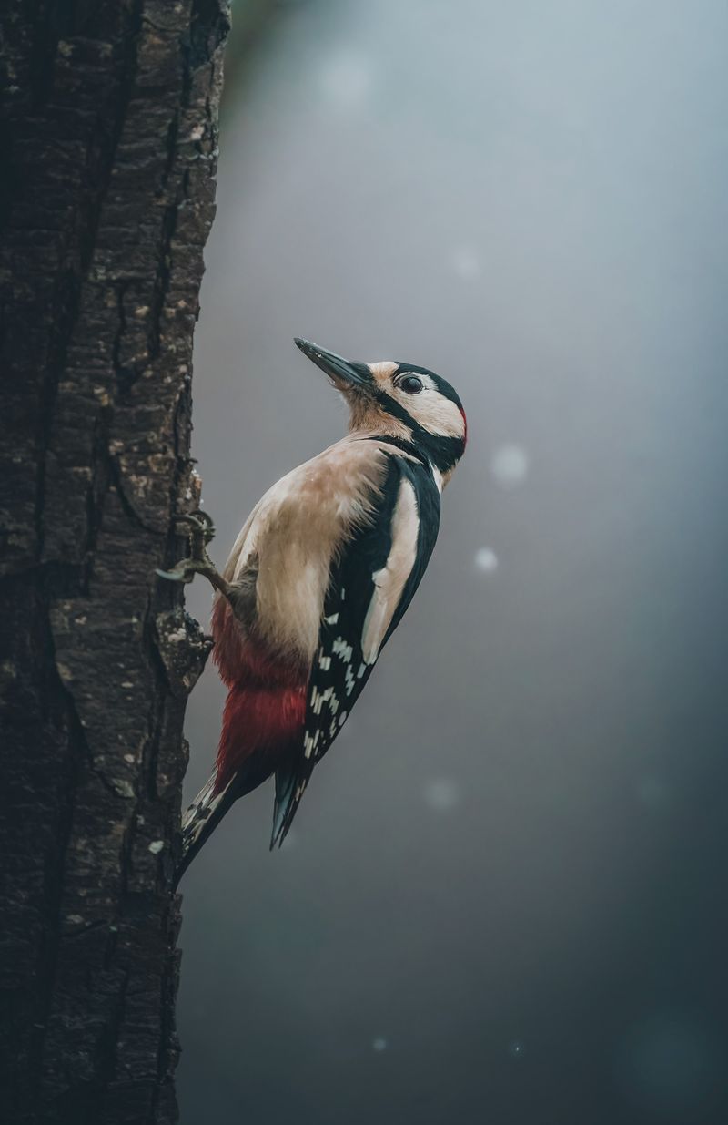 What Folklore Says About Woodpecker Sightings