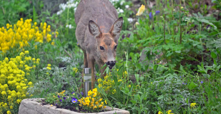 deer nibbling