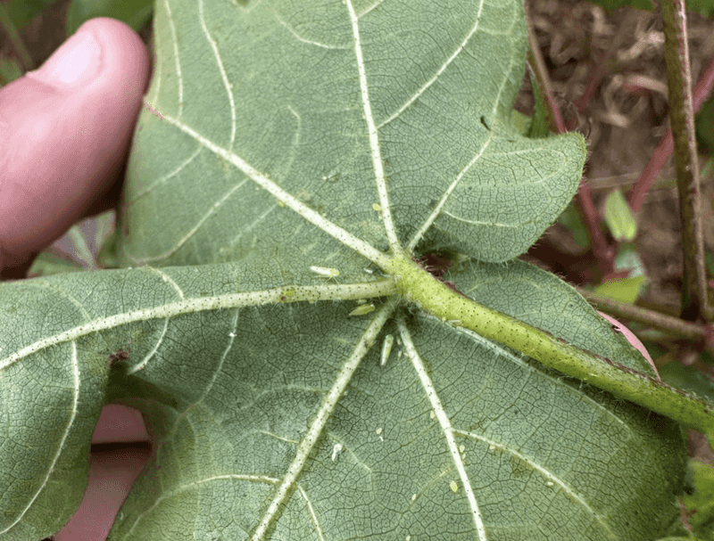 What Gardeners Should Do Right Now