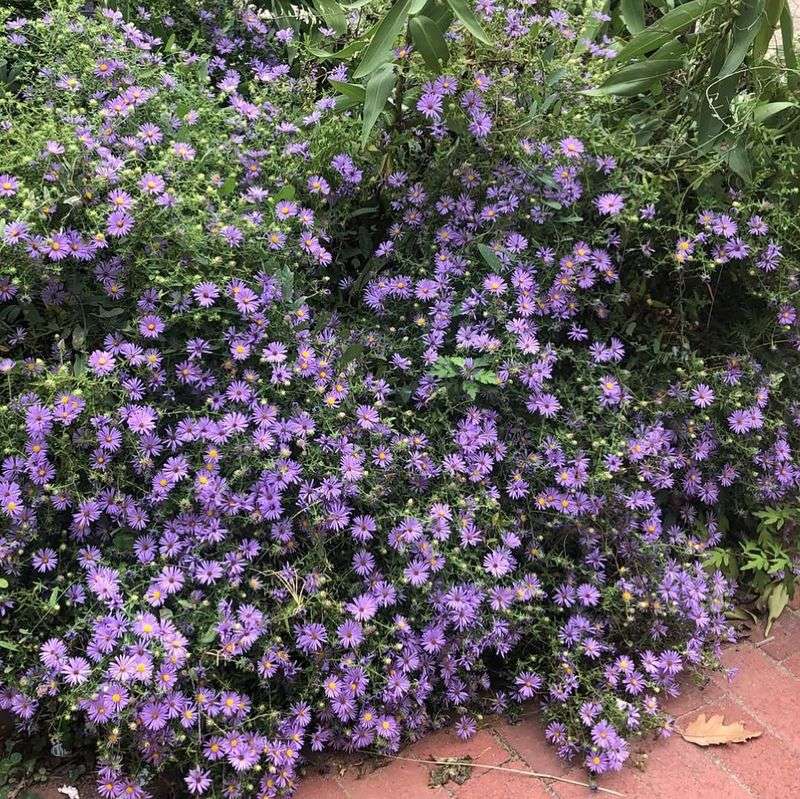 What Gardeners Should Know Before Planting It