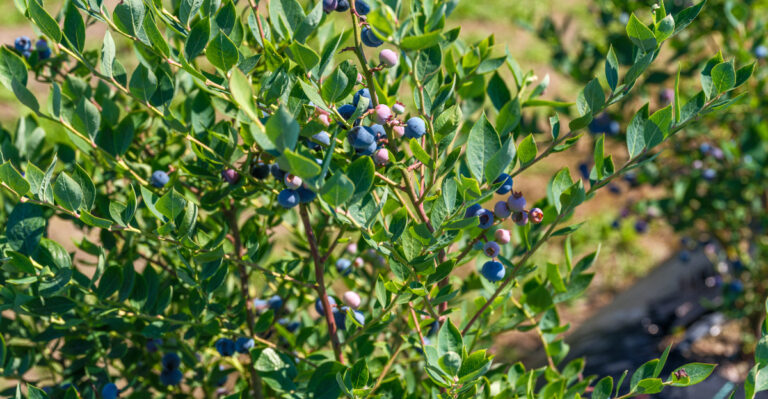 blueberries (featured image)