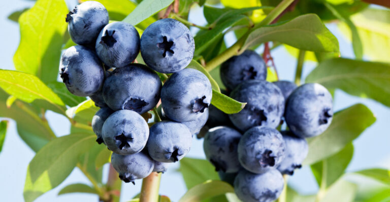 What Georgia Blueberries Need Right Now For Next Year’s Biggest Summer Harvest