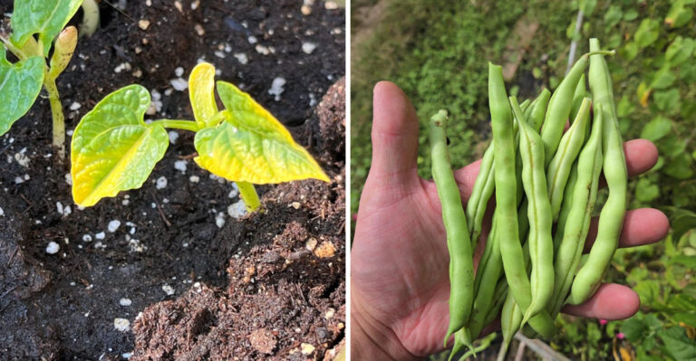 What Georgia Gardeners Do In July That Causes Bean Plants To Slow Down