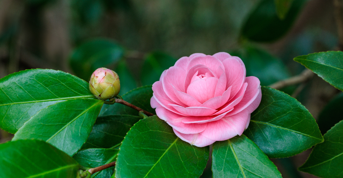 Camellias (featured image)