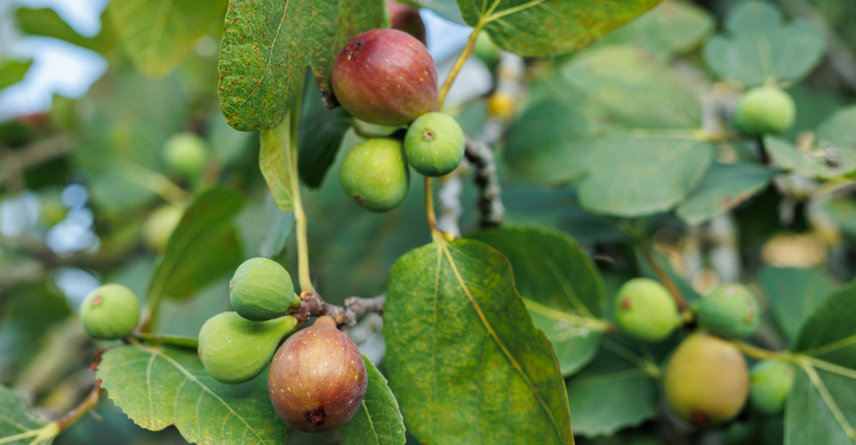 fig tree (featured image)