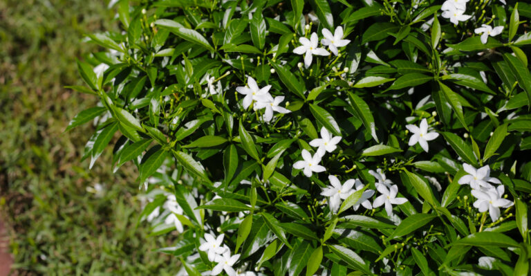 Gardenias (featured image)