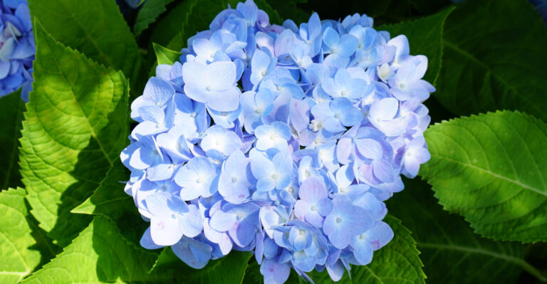 What Georgia Gardeners Should Do With Hydrangeas Right Now So They Survive The Summer Heat