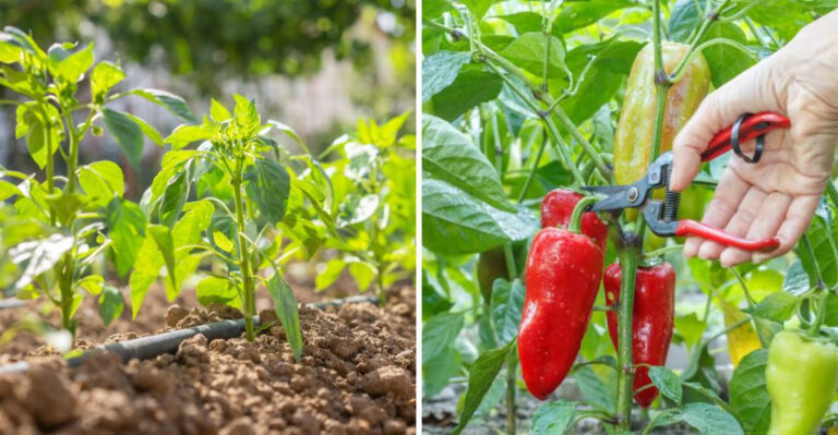 What Georgia Gardeners Should Do With Pepper Plants In July For A Bigger Fall Harvest