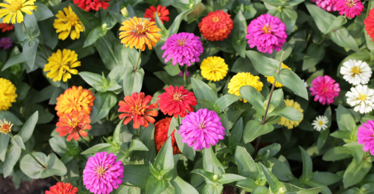 Zinnias (featured image)