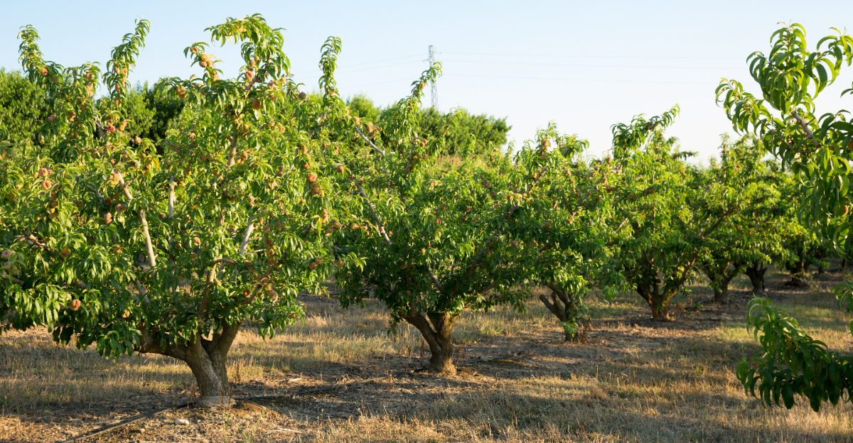 peach trees (featured image)