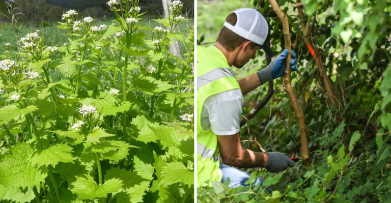 What Happens If A Plant In Your Pennsylvania Yard Becomes Illegal?