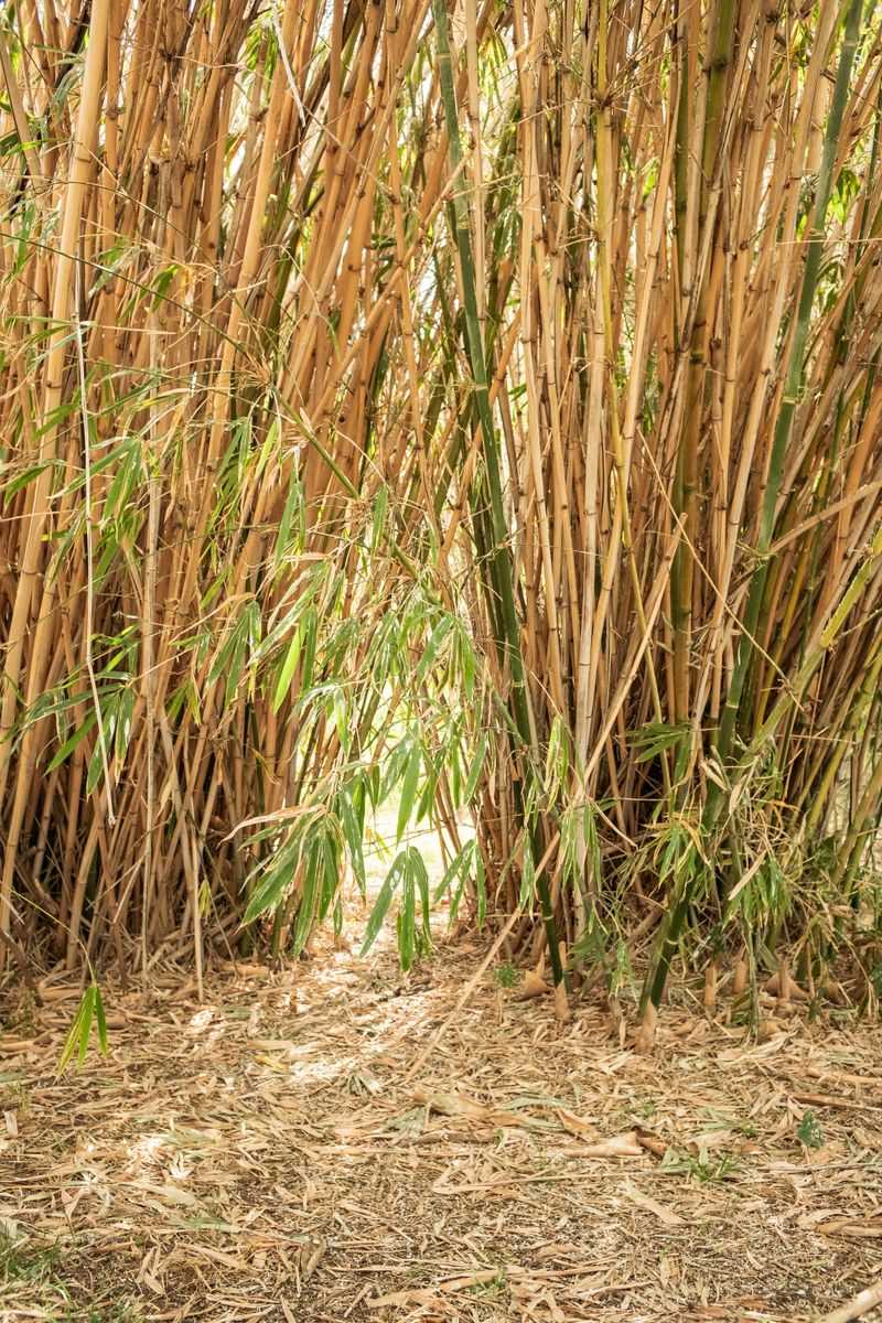 What Happens If Bamboo Crosses Into A Neighbor's Yard