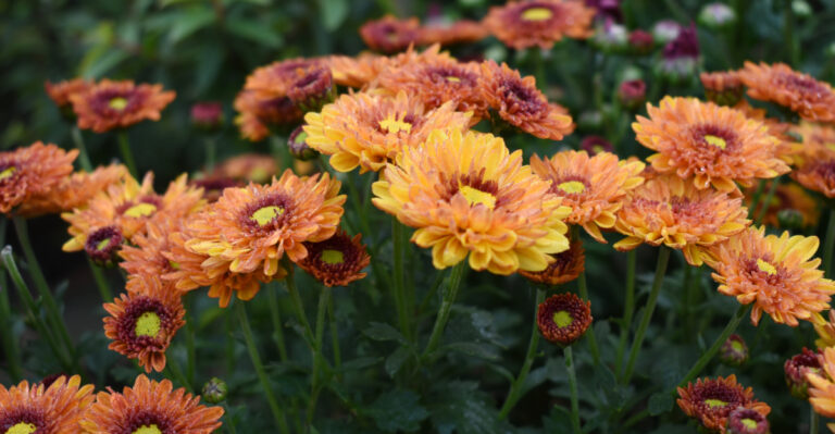 What Happens If Virginia Gardeners Skip Pinching Back Mums In July