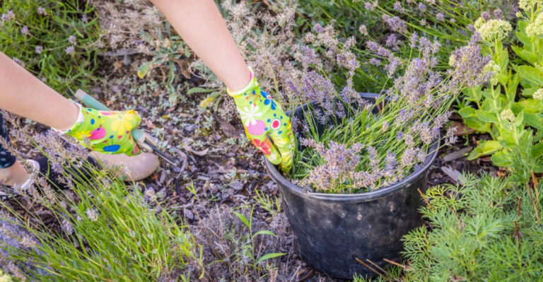 What Happens If You Prune Oregon Lavender Too Late In The Season