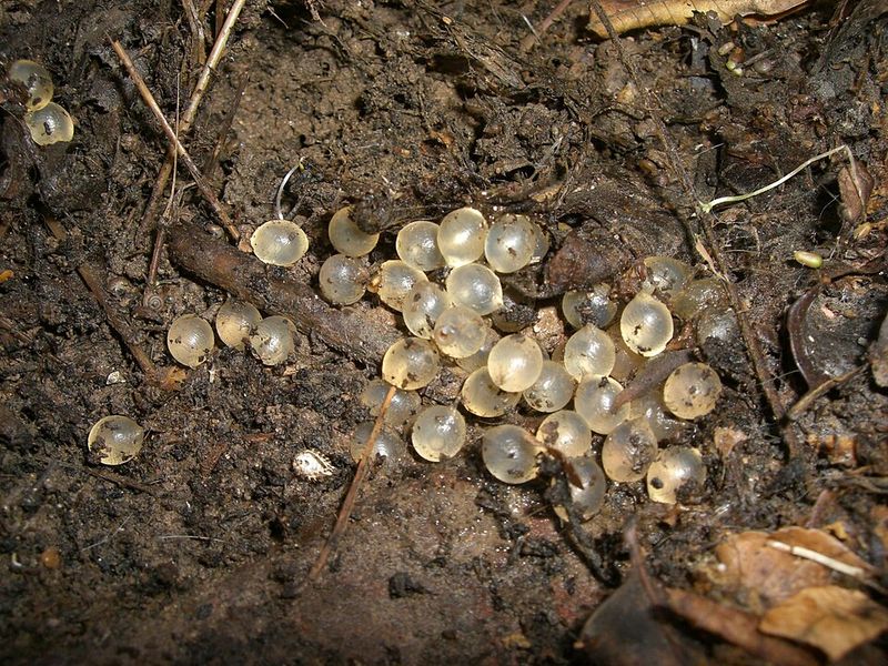 What Happens If the Eggs Are Left Alone What Happens If the Eggs Are Left Alone