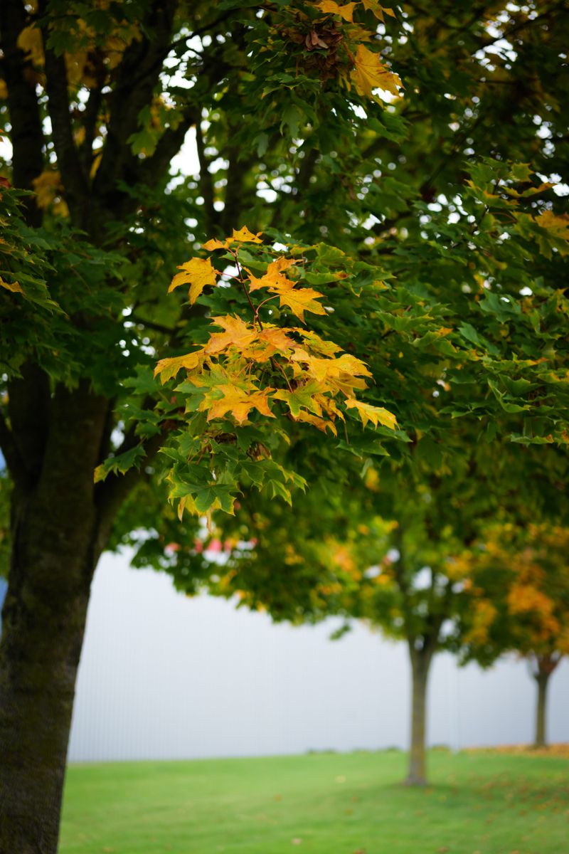 What Happens To A Tree Under Heavy Feeding Pressure