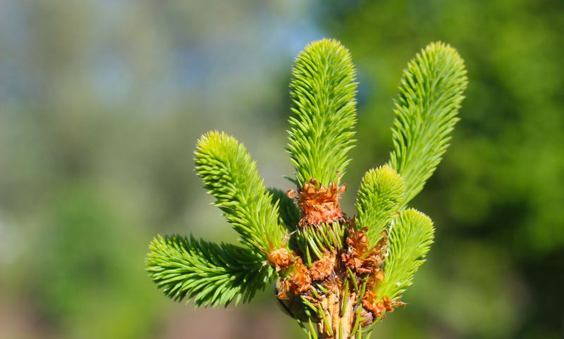 What Happens To New Growth Cut Too Close To Fall What Happens To New Growth Cut Too Close To Fall