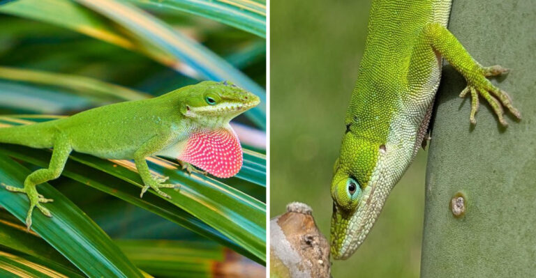 What Happens To Your Summer Insect Problem When Florida Anoles Move In