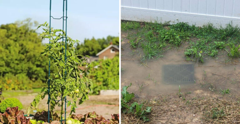 What Heavy Rain After A Heat Wave Does To Ohio Gardens And How To Prepare