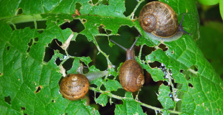 snails on hosta