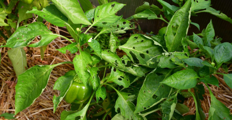 holes in pepper leaves