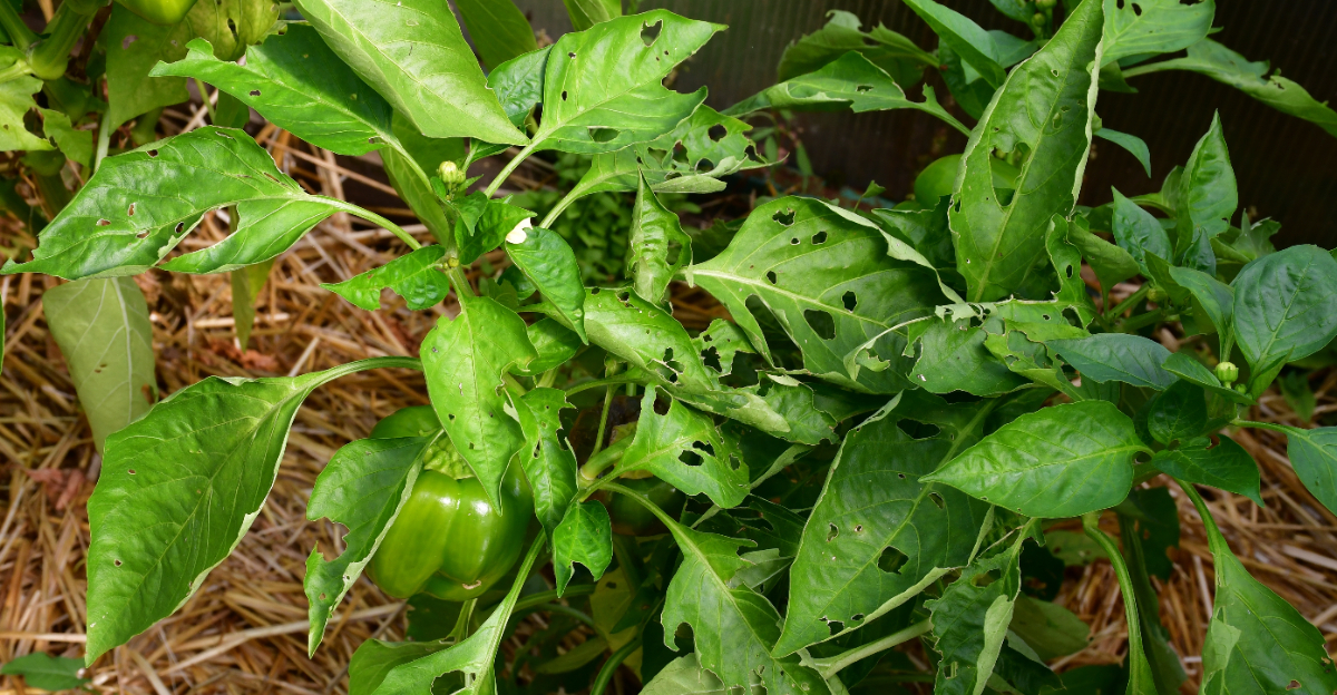 holes in pepper leaves