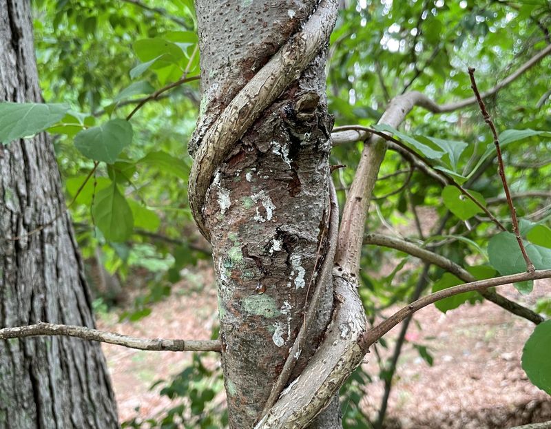 What Homeowners Should Do When It Is Climbing A Tree What Homeowners Should Do When It Is Climbing A Tree