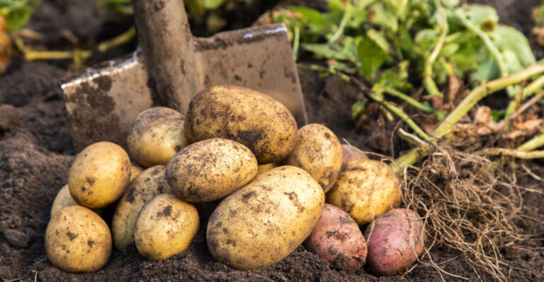 What Illinois Gardeners Need To Know Before Planting Potatoes At Home
