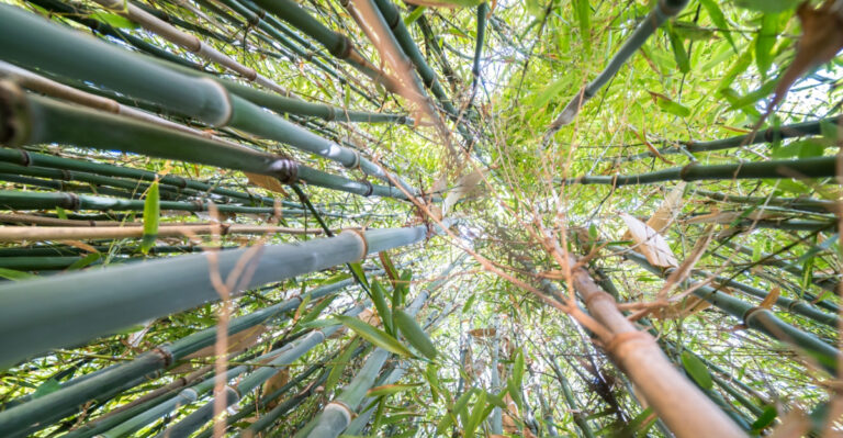 What Illinois Law Says About Bamboo Before It Crosses Into Your Neighbor’s Yard