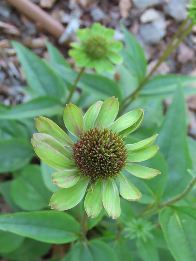 What Is Aster Yellows Disease