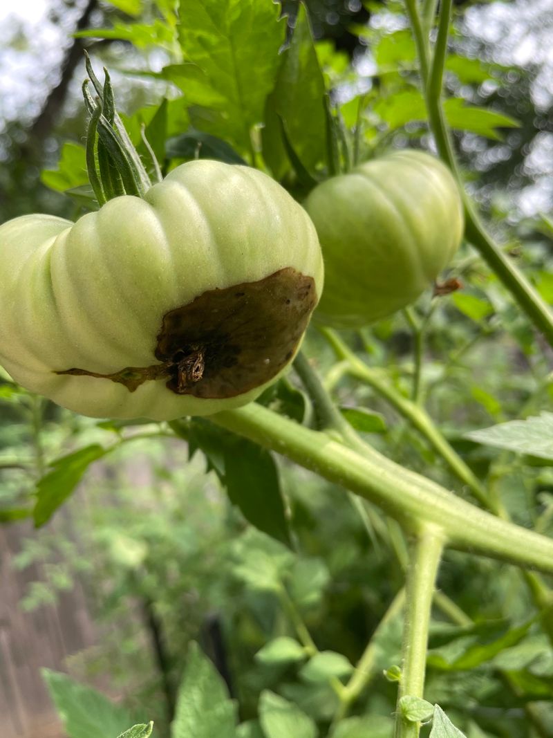 What Is Blossom End Rot What Is Blossom End Rot