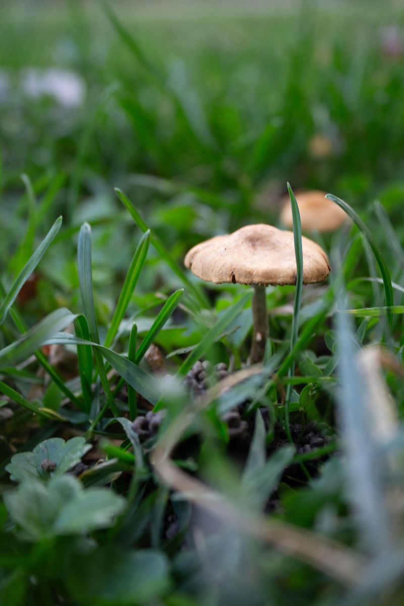 What Is Brown Patch Fungus