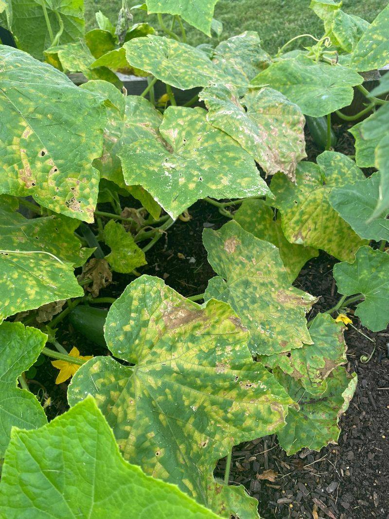 What Is Cucurbit Downy Mildew