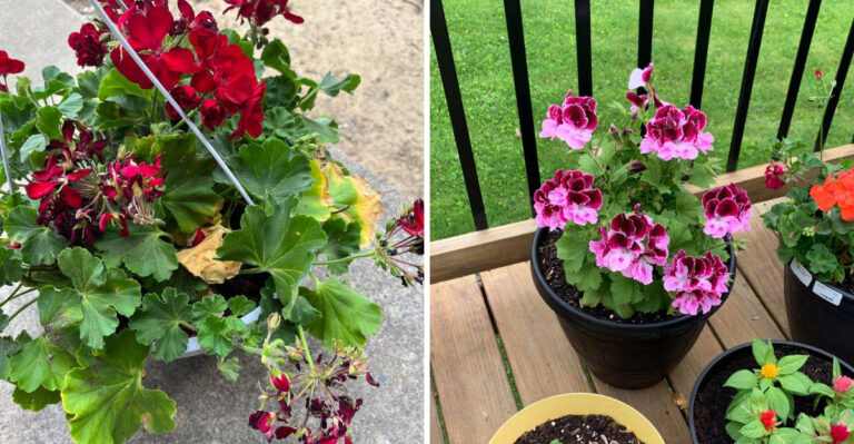What Is Really Behind Arizona Geranium Wilting Every Afternoon Even After Watering