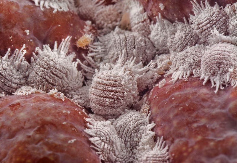 What Is The Pasture Mealybug
