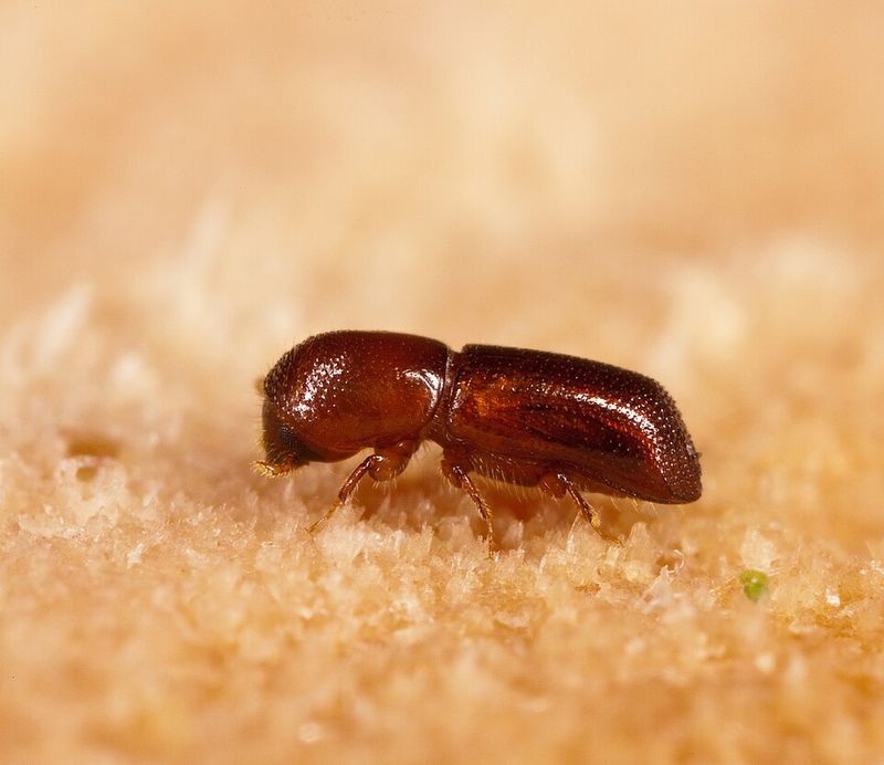 What Is The Redbay Ambrosia Beetle