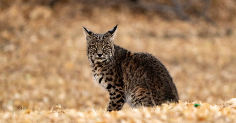 bobcat (featured image)