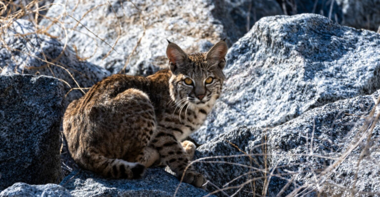 What It Means When A Bobcat Shows Up In Your Arkansas Yard