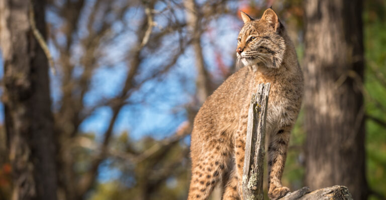 What It Means When A Bobcat Shows Up In Your Oklahoma Yard