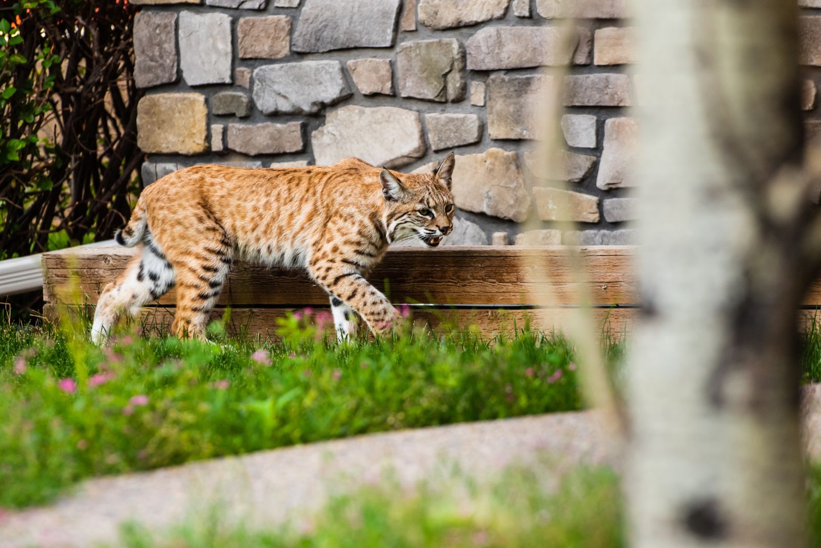 bobcat in yard