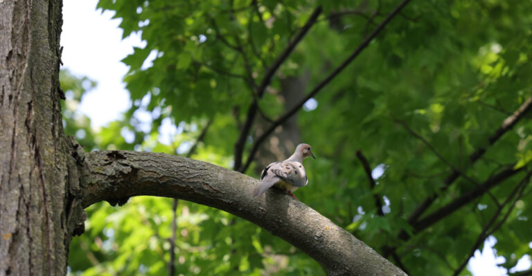 What It Means When A Mourning Dove Visits Your Virginia Yard