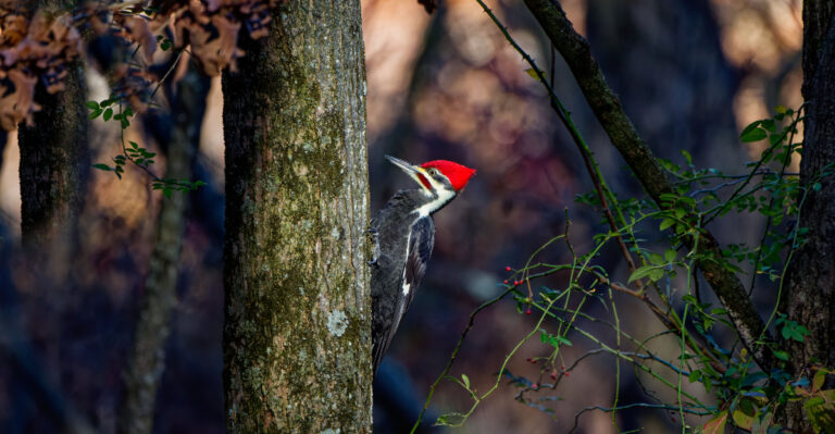 What It Means When A Pileated Woodpecker Visits Your Connecticut Yard