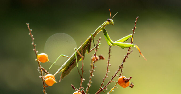 What It Means When A Praying Mantis Settles In Your New Jersey Garden