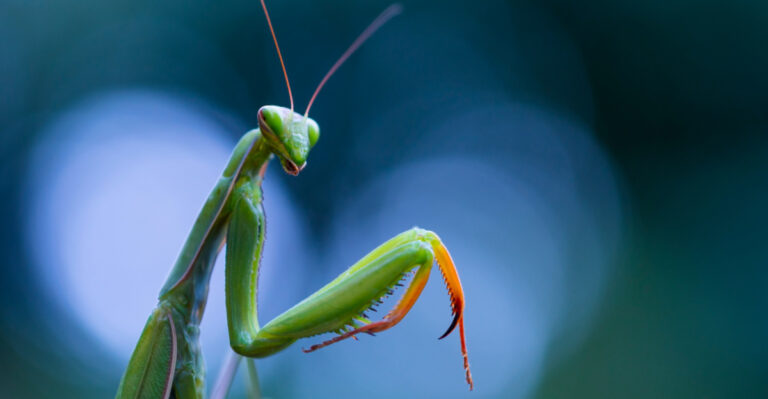 What It Means When A Praying Mantis Visits Your Virginia Garden