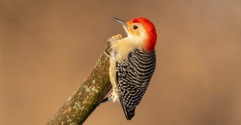 What It Means When A Red-Bellied Woodpecker Visits Your Massachusetts Yard