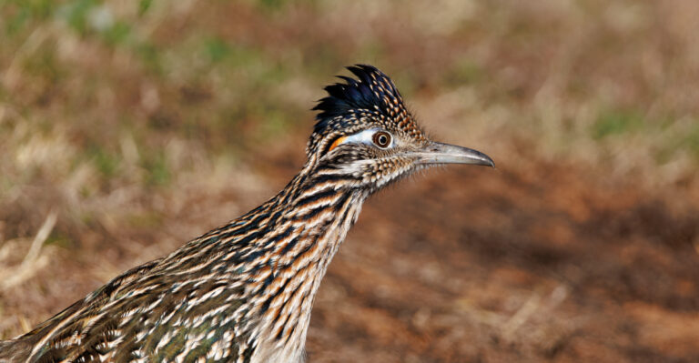 What It Means When A Roadrunner Visits Your California Backyard