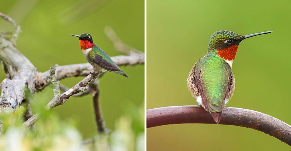 ruby-throated hummingbird